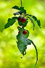 Image result for Flacourtia