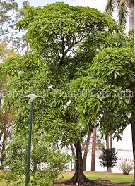 Image result for Ficus saussureana