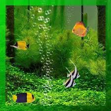 Fish 3d Wallpaper Free Download For Pc A collection of the top 40 live fish wallpapers and backgrounds available for download for free. fish 3d wallpaper free download for pc