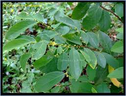 Image result for Bridelia