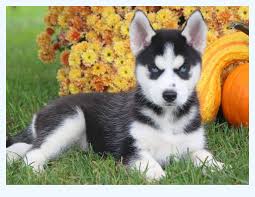 Welcome to our home, i am so happy to meet you. Top 10 Key Tactics The Pros Use For Husky Puppies For Adoption Dog Breed