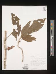 Image result for Achyrospermum