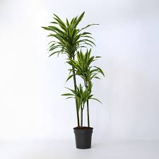 Image result for dracaena