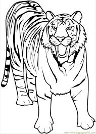 A majestic creature with ties to distant lands, the tiger is the perfect animal to study for both science and geography projects. Free Tiger Coloring Pages Coloring Home