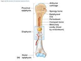 Serves as model for bone formation. Structure Of Bone Gross Anatomy Of A Long Bone Microscopic Anatomy Ppt Video Online Download
