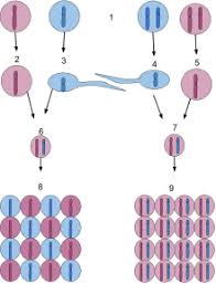 A haploid number is the number of chromosomes which a gamete carries. Ploidy Wikipedia