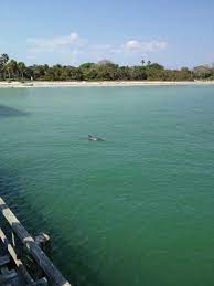 The Bay Side Pier At Fort De Soto Park Is A Great Place To Hang Out With Dolphins As They Frequentl Florida Beaches Vacation Florida Beaches Clearwater Florida