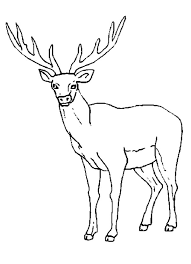 You can print or color them online at getdrawings.com for absolutely free. Female Elk Coloring Pages Download Print Online Coloring Pages For Free Color Nimbus