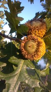 White oaks, which produce leaves with rounded lobes, and red oaks, which produce spiny leaf lobes. How To Plant An Acorn Tree Arxiusarquitectura