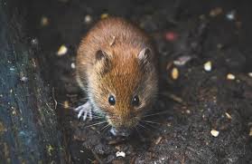 We also didn't get a quote for the trushield tick the this old house reviews team believes trugreen is a great lawn care and pest control company because it has many comprehensive plans. Rugby Pest Control Mammal Rodent Pest Contol Service Warwickshire