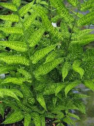 Image result for Coniogramme