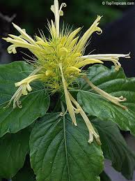 Image result for Justicia sp. A cf. engleriana