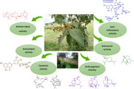 Image result for Croton steenkampianus