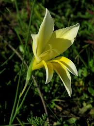Image result for Gladiolus trichonemifolius