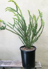 Image result for Acacia stuhlmannii