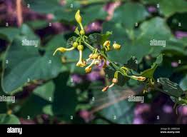 Image result for Dalbergia bracteolata