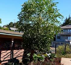 Image result for Cussonia sessilis