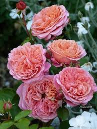 This cast of flowers comes in a beautiful french blue vase. Mary Ann Rose Beautiful Rose Flowers Rose Flower Rose Garden Landscape