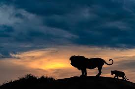 Worldlionday In Father S Footsteps Photograph By Marc Mol Look Simba Everything Light Touches Is Our Kingdom A King World Lion Day Pictures Photo