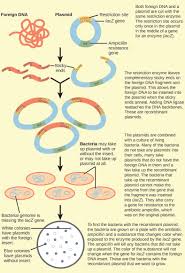 A transgenic organism is an organism which has been modified by inserting the dna of another species into it as an embryo. 17 1 Biotechnology Texas Gateway