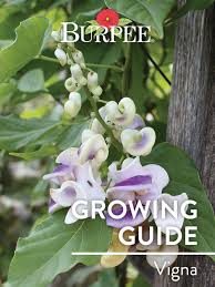 Image result for Vigna