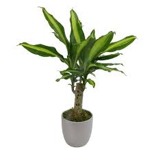 Image result for Dracaena steudneri