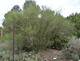 Foothills palo verde is good for naturalistic landscapes. Ufei Selectree A Tree Selection Guide