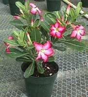 Check spelling or type a new query. Rosa Del Desierto Adenio Adenium Obesum