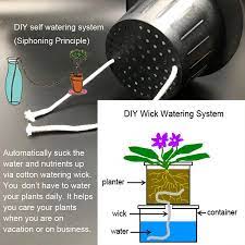 Pin On House Plants