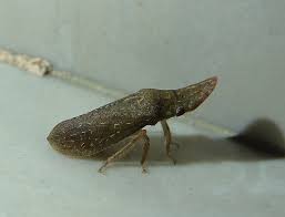 Image result for Oxyrhachis