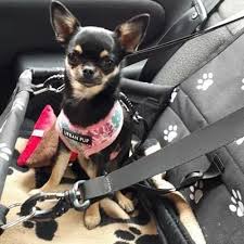 Our Fabulous New Car Seat Is Constructed From A Strong Woven Pvc Coated Cloth Taking Inspiration From The Super Stylish Des Urban Pup Chihuahua Travel Car Seat