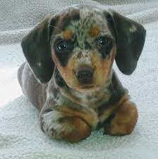 Maybe you would like to learn more about one of these? Tootsie Pups Akc Mini Dachshunds Nashville Home Facebook