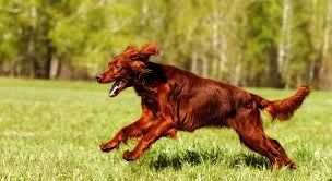 Image result for irský setr