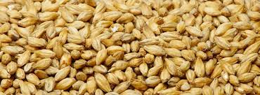 Alibaba.com offers 1,176 barley bread products. Barley Seeds Kinal Global Care