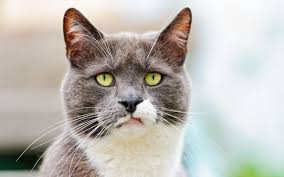 Суд арестовал имущество экс-следователя ГПУ Суса - Цензор.НЕТ 429