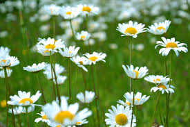 Common types of flowers in nigeria. What Flowers To Buy In Nigeria Flowerandballooncompany Com
