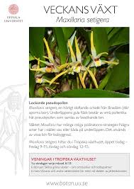 Image result for Grona setigera