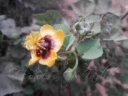 Image result for Abutilon hirtum