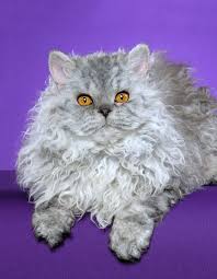I Want One Its A Selkirk Rex Longhair Gorgeous Cats Cat Breeds Cats And Kittens