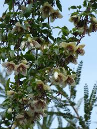 Image result for Clematis costata