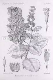 Image result for Combretum paniculatum