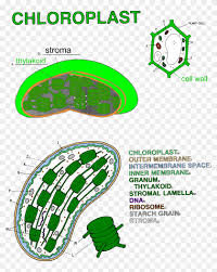These organelles have similar structures like possessing 70 s ribosomes,dna ,rna. Mitochondria Coloring Page Worksheet Coloring Pages Chloroplast Color And Label Free Transparent Png Clipart Images Download