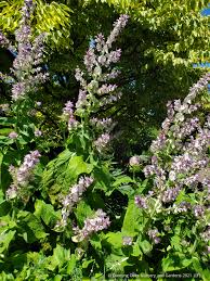 Image result for Salvia sclarea