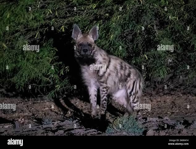 Hyena india hi-res stock photography and images - Alamy