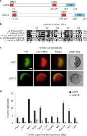 The role of phospholipase d in. The Chloroplast Associated Protein Degradation Pathway Controls Chromoplast Development And Fruit Ripening In Tomato Nature Plants