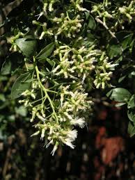 Image result for Microcharis latifolia