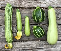 Maybe you would like to learn more about one of these? Round Zucchini A Growing Guide From Seed To Harvest