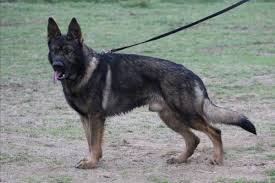 Learn more about aus der asche german shepherds in texas. Akc German Shepherd Puppies