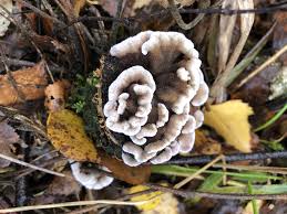 Pin De Huub Lauwaars En Mushrooms Hongos