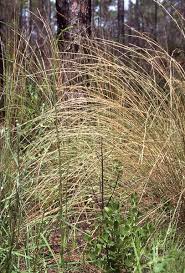 Image result for Aristida diminuta